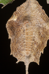 Neptis philyroides sonani