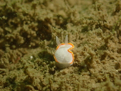 Diaphorodoris
