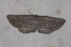 Euphronarcha leptodesma