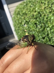 Neotibicen tibicen tibicen