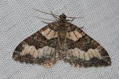 Chrysolarentia gypsomela