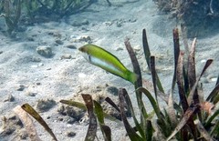 Halichoeres brownfieldi