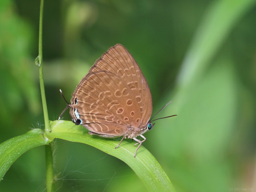 Arhopala aedias (Hewitson, 1862)