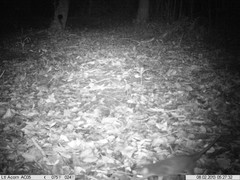 Philander opossum