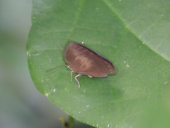 Arhopala fulla
