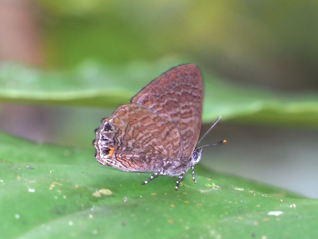 Malayan Gem