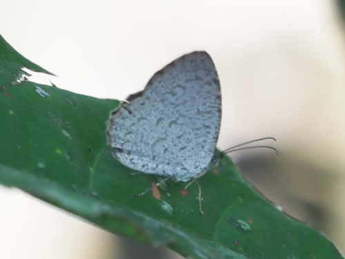 Allotinus strigatus