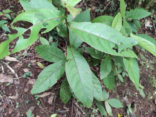 Image of Acalypha integrifolia by (c) Augustin Soulard, some rights reserved (CC BY)