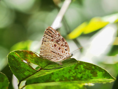 Arhopala anthelus