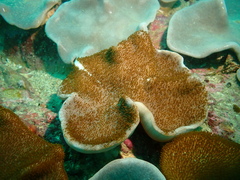 Lobophytum hsiehi