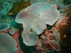 Lobophytum hsiehi