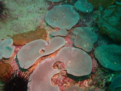 Lobophytum hsiehi