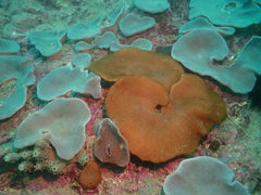 Lobophytum hsiehi