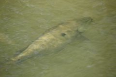 Barcoo Grunter photo 2