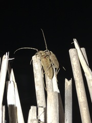 Brothylus gemmulatus