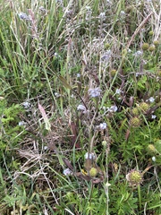 Acaena anserinifolia