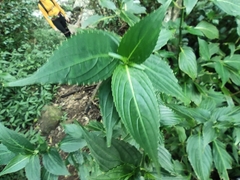 Strobilanthes hamiltoniana