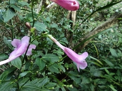 Strobilanthes hamiltoniana