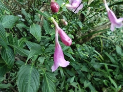Strobilanthes hamiltoniana