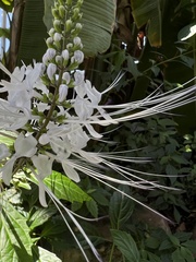 Pachystachys coccinea