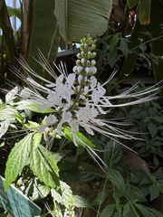 Pachystachys coccinea