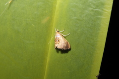 Discothyris ferruginata