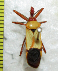 Pseudophonoctonus formosus