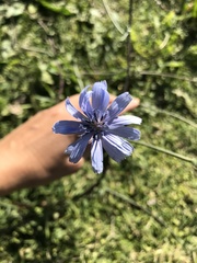 Cichorium intybus