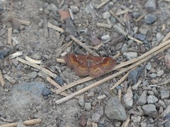 Leptostales rubromarginaria