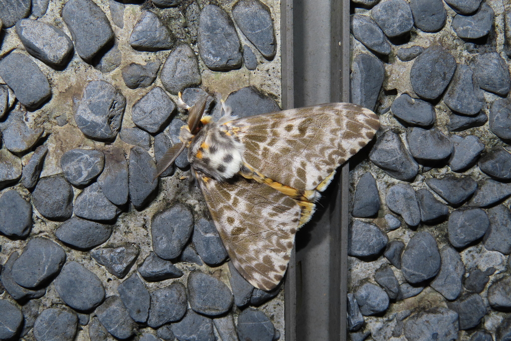 Lymantria mathura subpallida in May 2022 by Huang,Yu-Xiang · iNaturalist