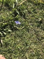 Cichorium intybus