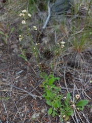 Antennaria racemosa