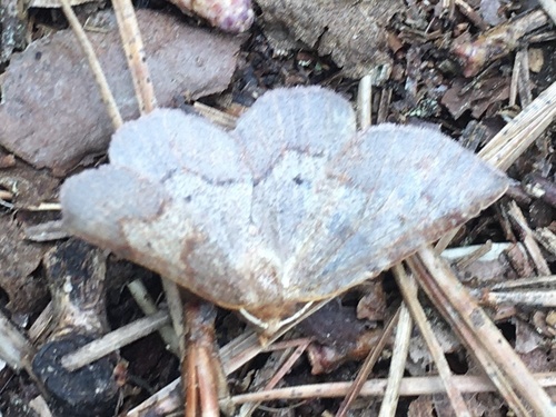 Angled Metarranthis Moth photo 3