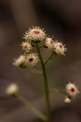 Antennaria racemosa