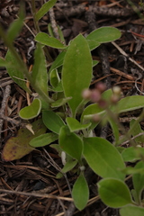 Antennaria racemosa