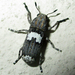 Cylindroides albocinctus - Photo no rights reserved, uploaded by Botswanabugs