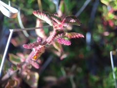 Acalypha californica