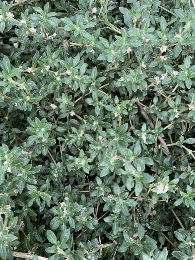 Alternanthera paronychioides; photograph Adam Kamal, CC BY, iNaturalist via GBIF
