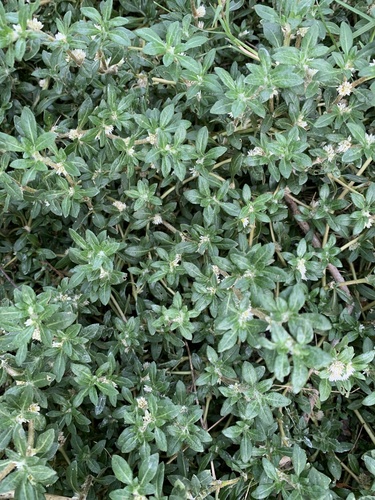 Alternanthera paronychioides, photograph 1