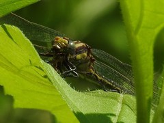 Phanogomphus descriptus