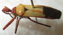 Pseudophonoctonus formosus