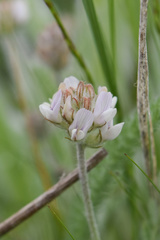 Astragalus spaldingii
