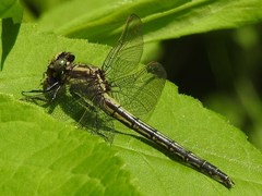Phanogomphus descriptus
