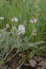 Astragalus spaldingii