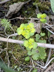 Chrysosplenium iowense