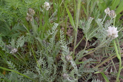 Astragalus spaldingii
