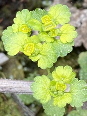 Chrysosplenium iowense