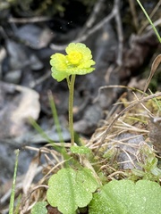 Chrysosplenium iowense