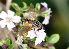 Mesembrius peregrinus