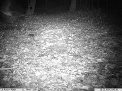 Philander opossum